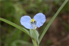 Commelina clavata